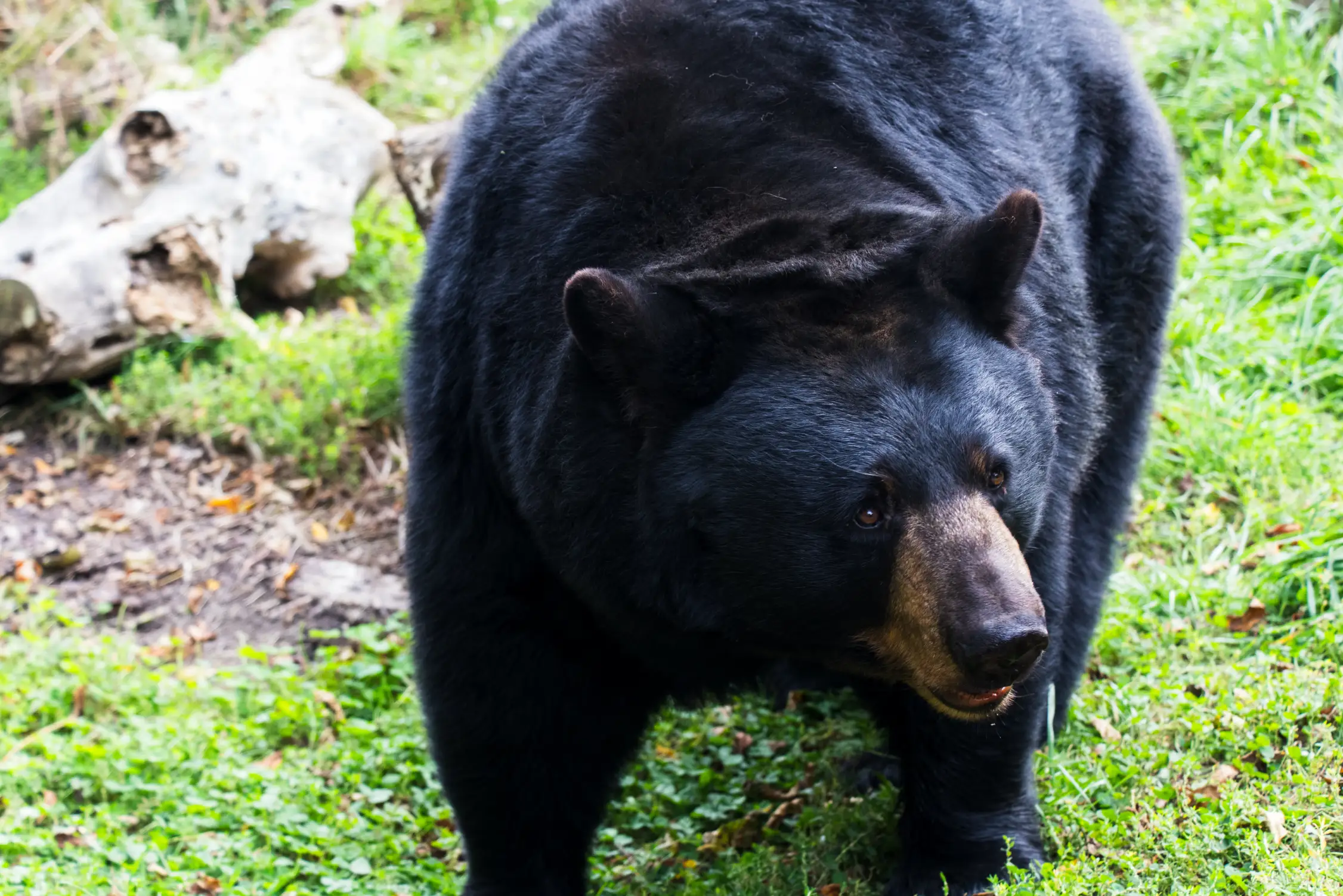 Brantford Twin Valley Zoo