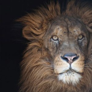 Lex the lion at Killman Zoo