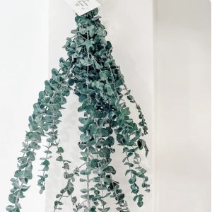 Eucalyptus Shower Bundles