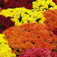 10" Fall Mums - Image 2