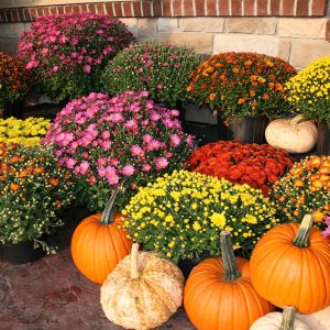 10" Fall Mums