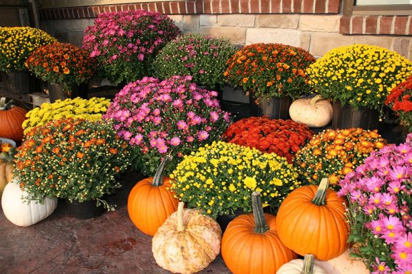 10" Fall Mums