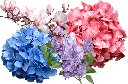 flowers Shop at GardenTap now