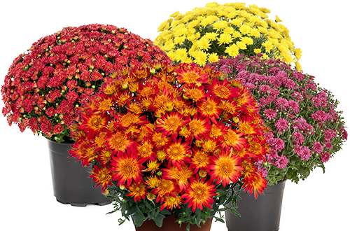 10" fall mums